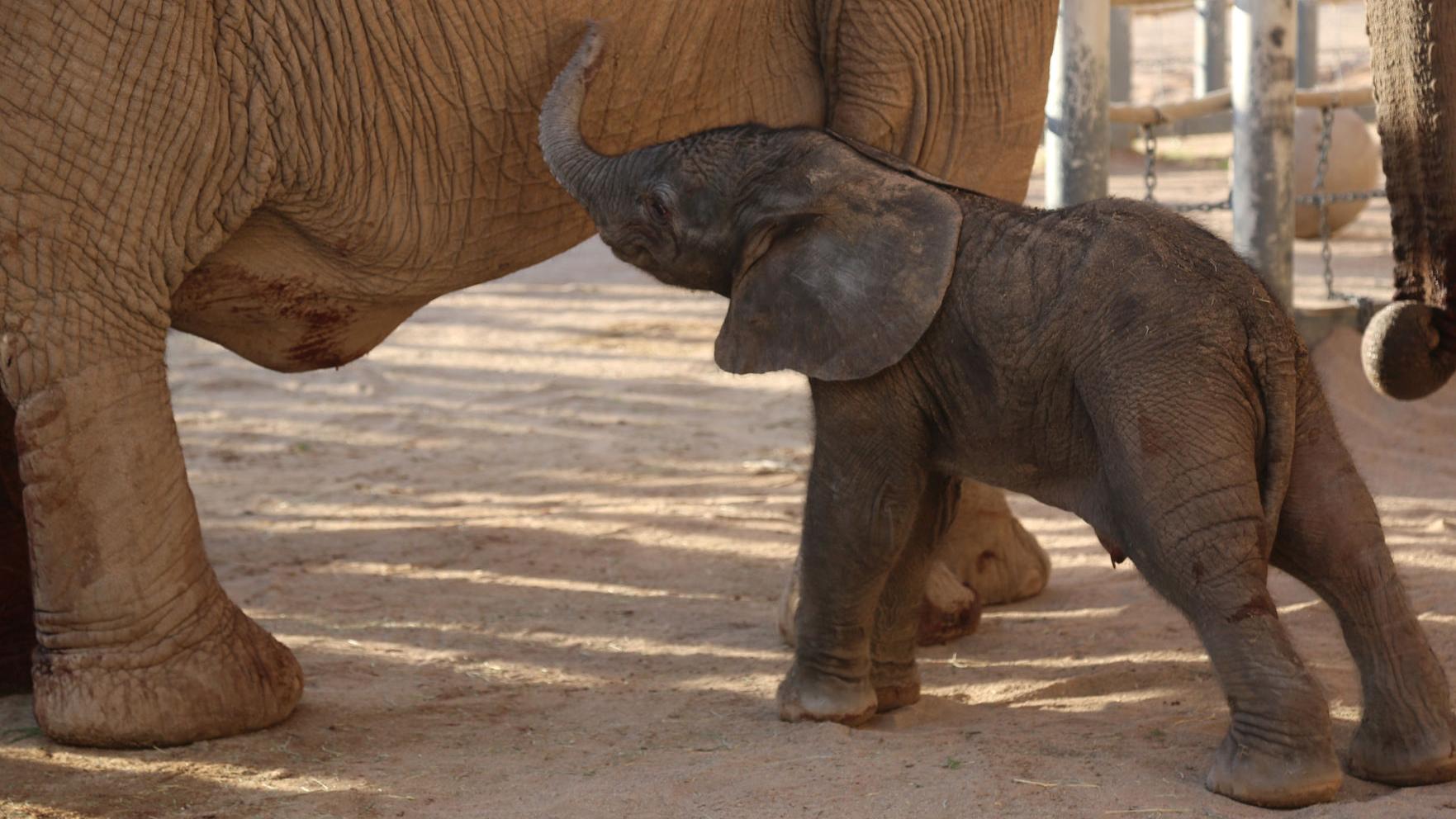 It's official, Tucson: Reid Park Zoo's baby elephant is finally here